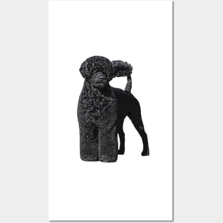 Portuguese Water Dog Posters and Art